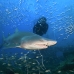 shark_tiger_sand_atlas_v_0520_nca0982_rv.jpg